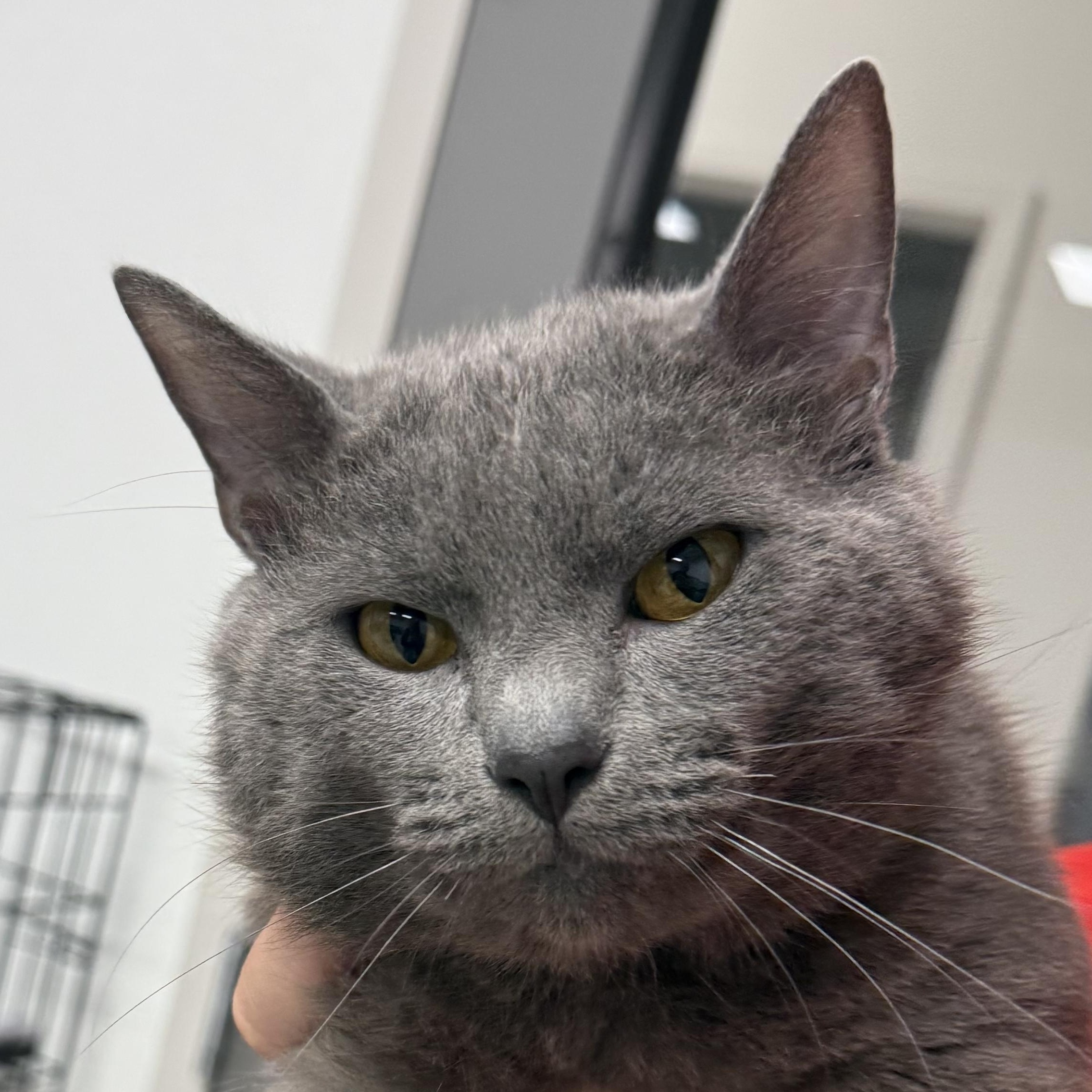 Enlarge Flynn, a Adopted Domestic Short Hair in Youngstown, OH image 1/1