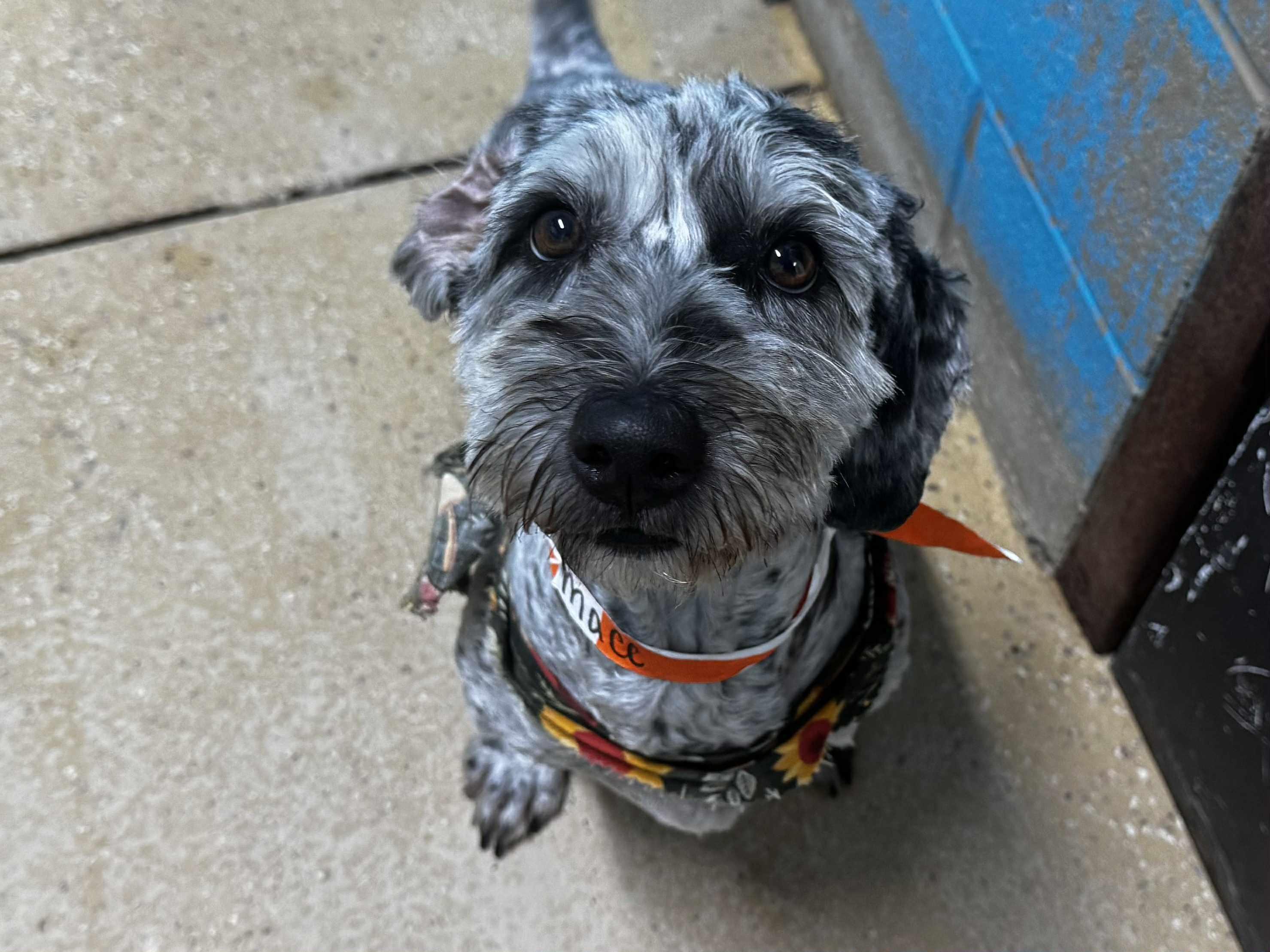 sophie, a Adopted mixed breed in MARION, IN image 1/3