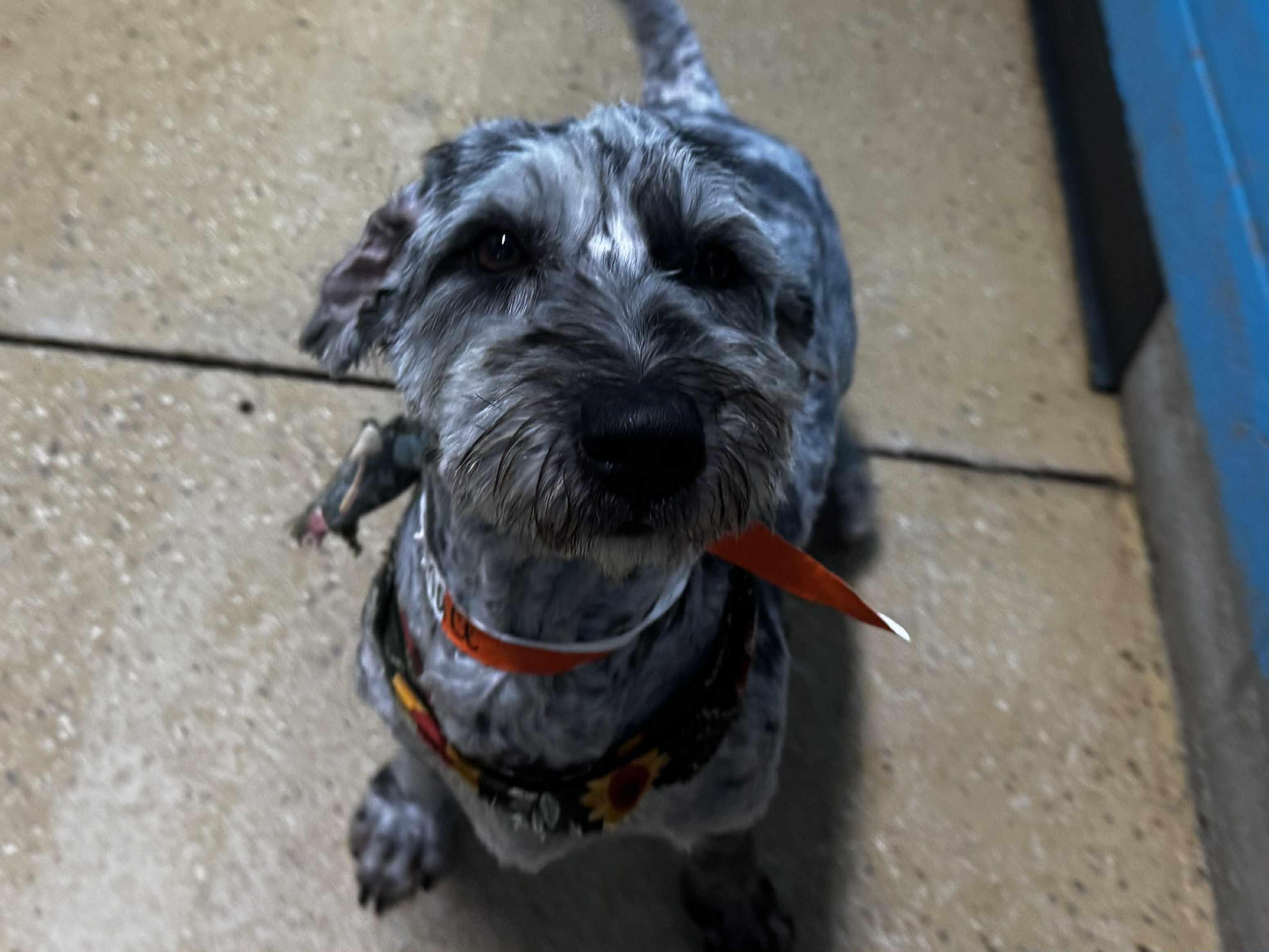 sophie, a Adopted mixed breed in MARION, IN image 2/3