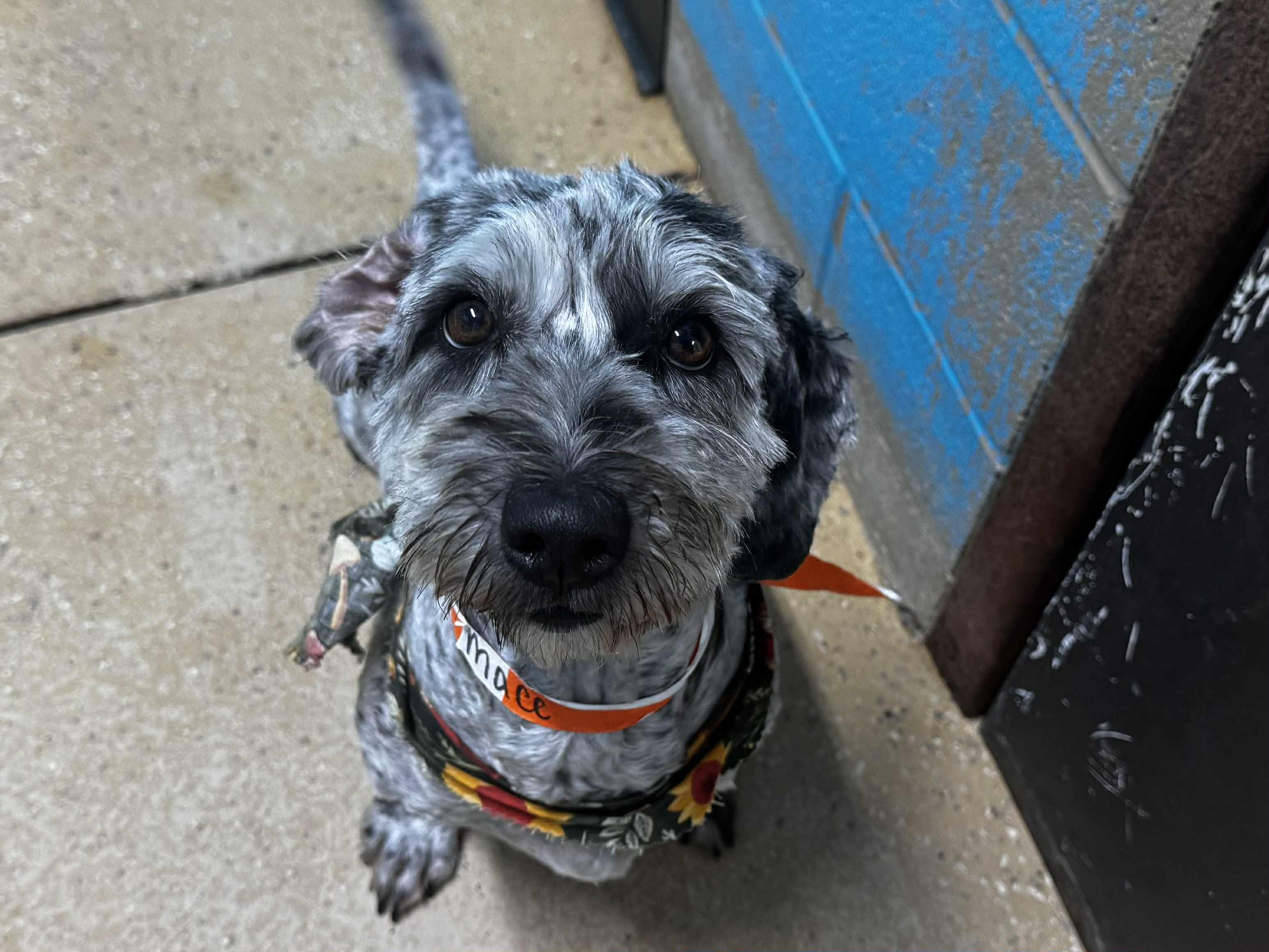 sophie, a Adopted mixed breed in MARION, IN image 3/3
