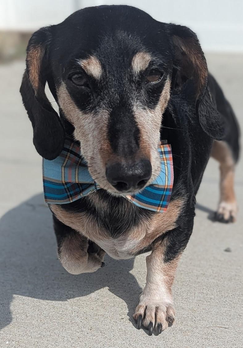 Buster in TN, a Adoptable Dachshund in Murfreesboro, TN image 1/4