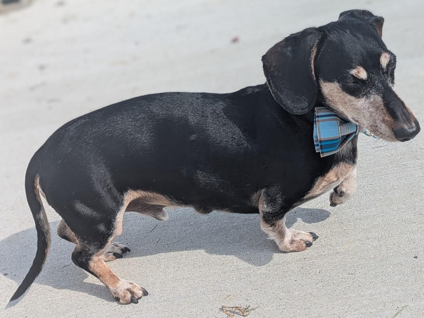 Buster in TN, a Adoptable Dachshund in Murfreesboro, TN image 3/4