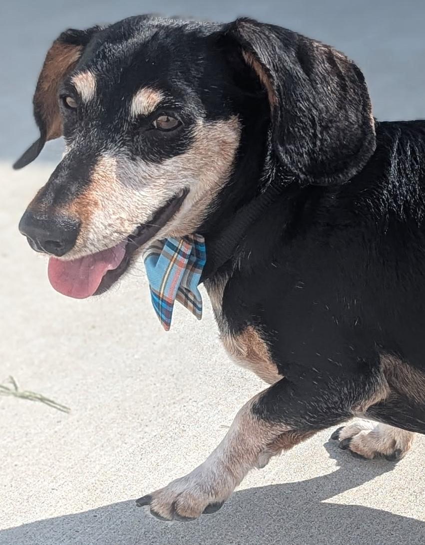 Buster in TN, a Adoptable Dachshund in Murfreesboro, TN image 2/4