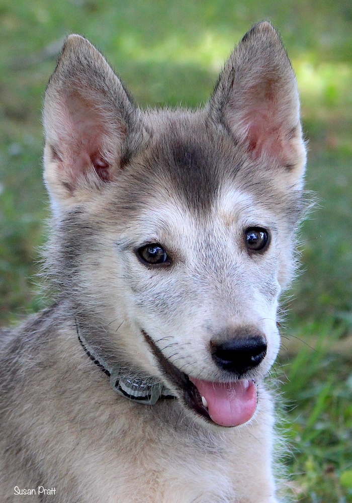 Sam