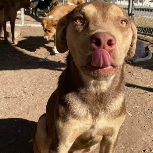Rugby, a Adoptable mixed breed in Newark, DE image 6/11
