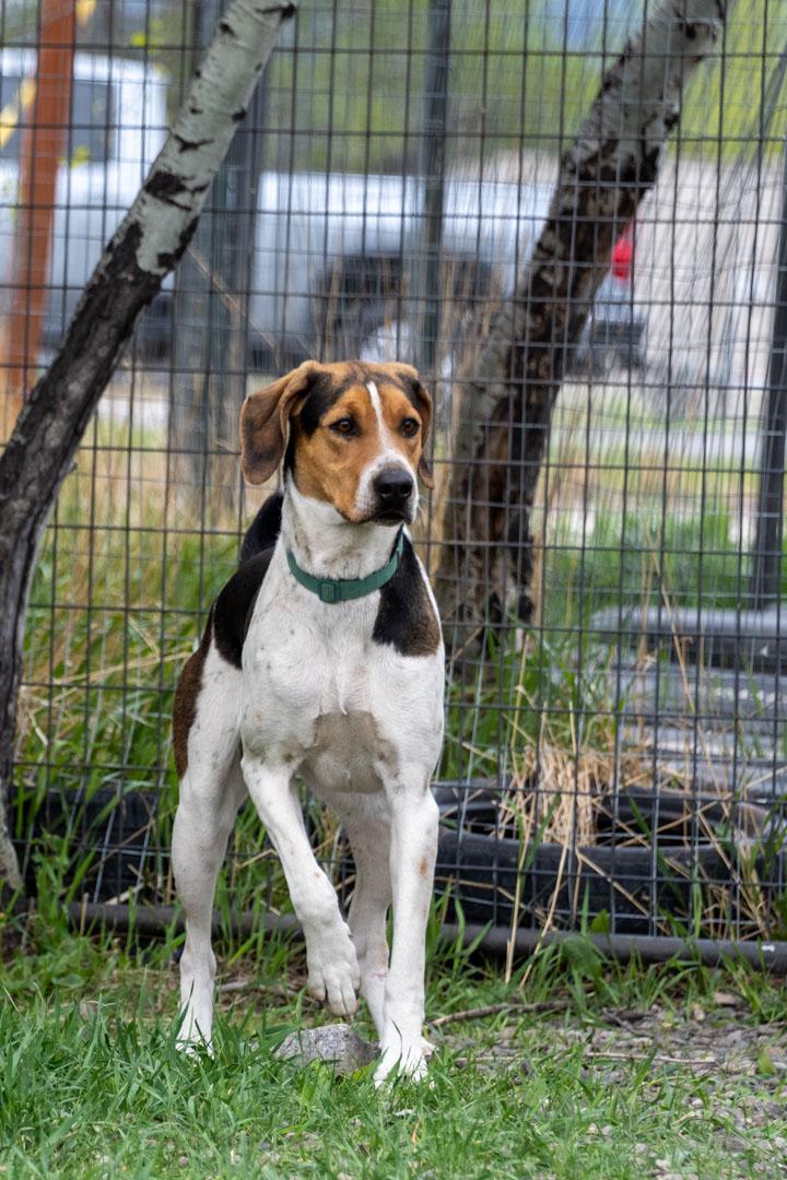 Enlarge Missy, a ADOPTABLE Treeing Walker Coonhound in Cardwell, MT image 3/4