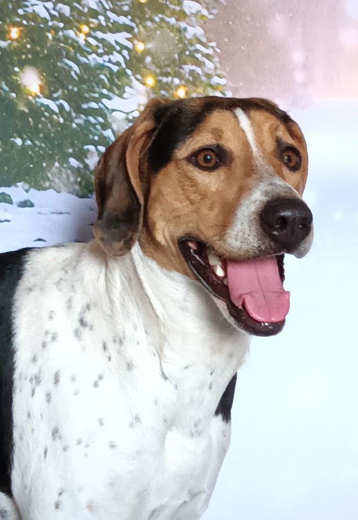 Missy, a ADOPTABLE Treeing Walker Coonhound in Cardwell, MT image 1/2