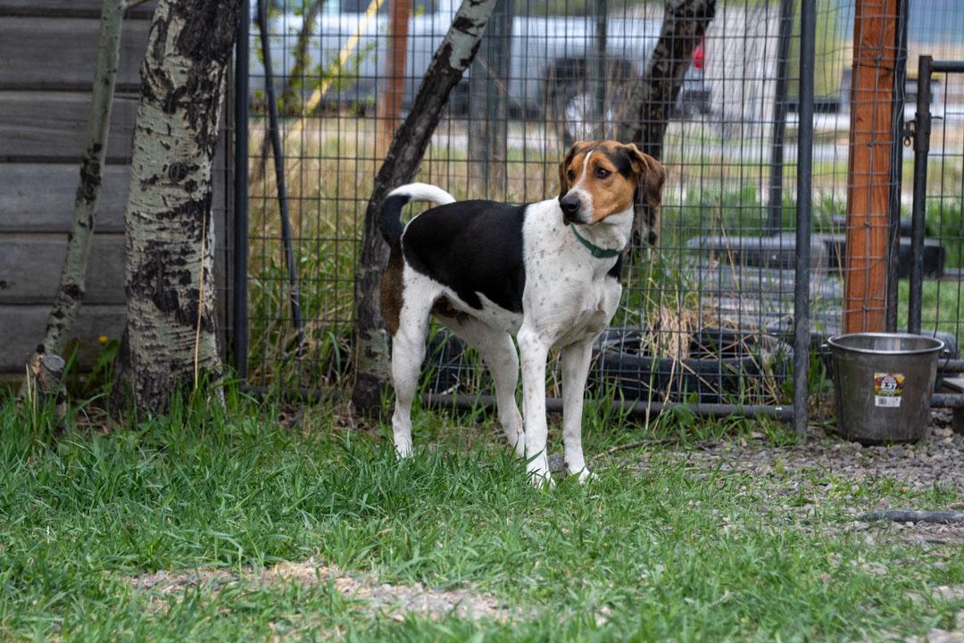 Enlarge Missy, a ADOPTABLE Treeing Walker Coonhound in Cardwell, MT image 4/4