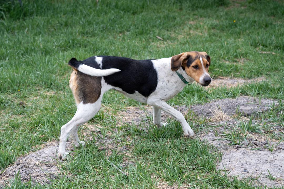 Missy, a ADOPTABLE Treeing Walker Coonhound in Cardwell, MT image 2/2