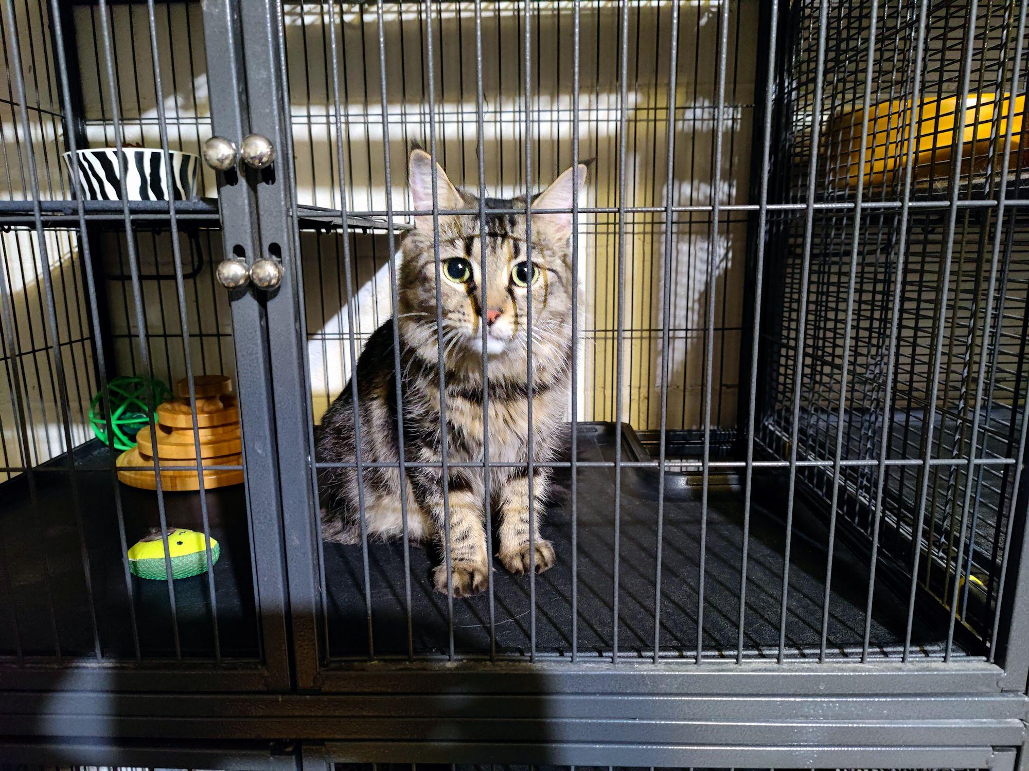 Enlarge Mochi, a Adopted Maine Coon in Sherman Oaks, CA image 5/6