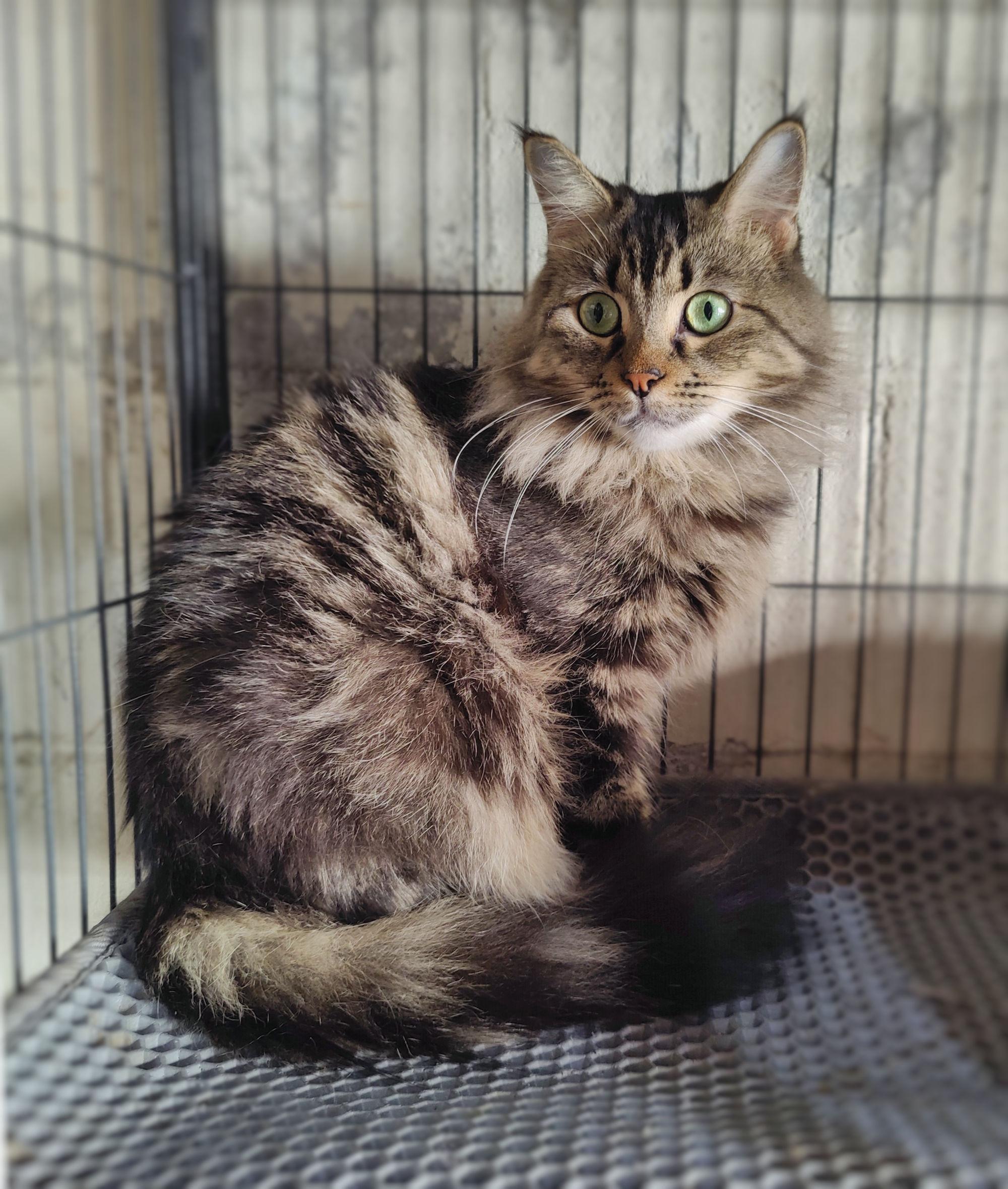 Mochi, Adopted, Young Female Maine Coon.
