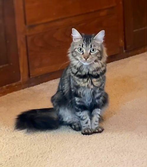 Enlarge Mochi, a Adopted Maine Coon in Sherman Oaks, CA image 3/6