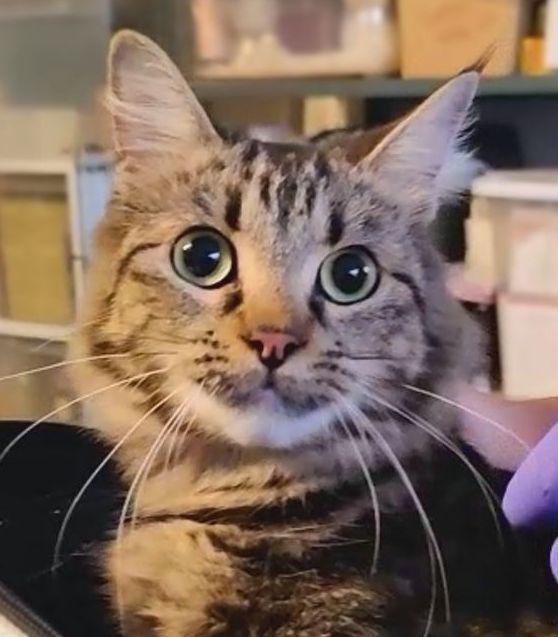 Enlarge Mochi, a Adopted Maine Coon in Sherman Oaks, CA image 4/6