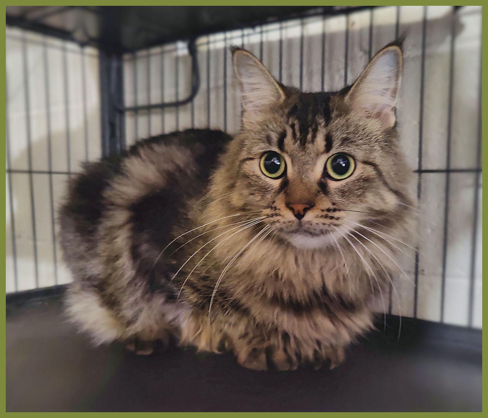 Mochi, Adopted, Young Female Maine Coon.