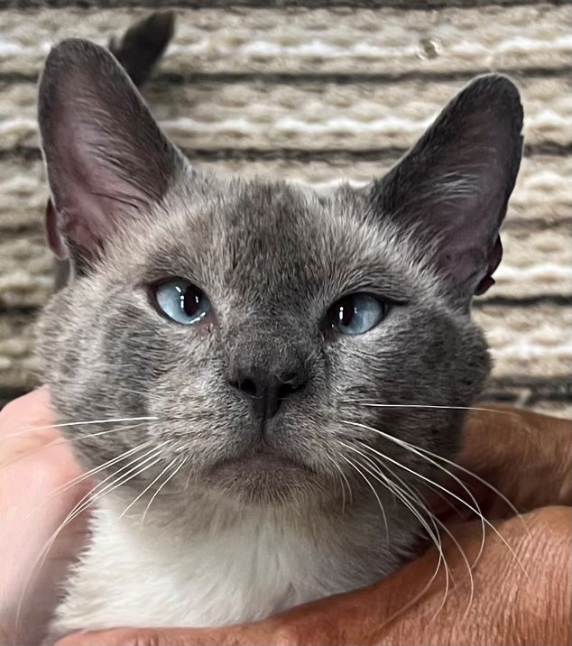 Cat for adoption Blues in Green Woods, a Siamese in Lees Summit, MO