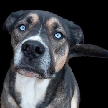 Malcolm, Adoptable, Young Male Catahoula Leopard Dog.