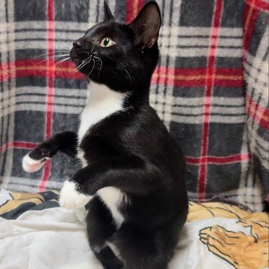 Enlarge Dumplin, a Adoptable Tuxedo in Knoxville, TN image 1/3