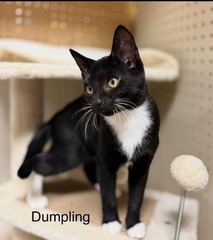 Enlarge Dumplin, a Adoptable Tuxedo in Knoxville, TN image 2/3