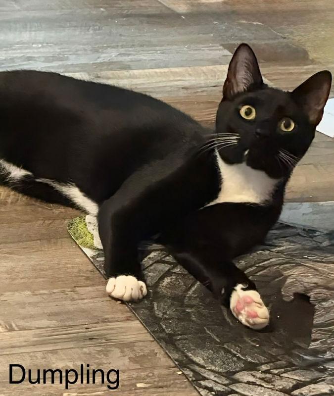 Enlarge Dumplin, a Adoptable Tuxedo in Knoxville, TN image 2/3