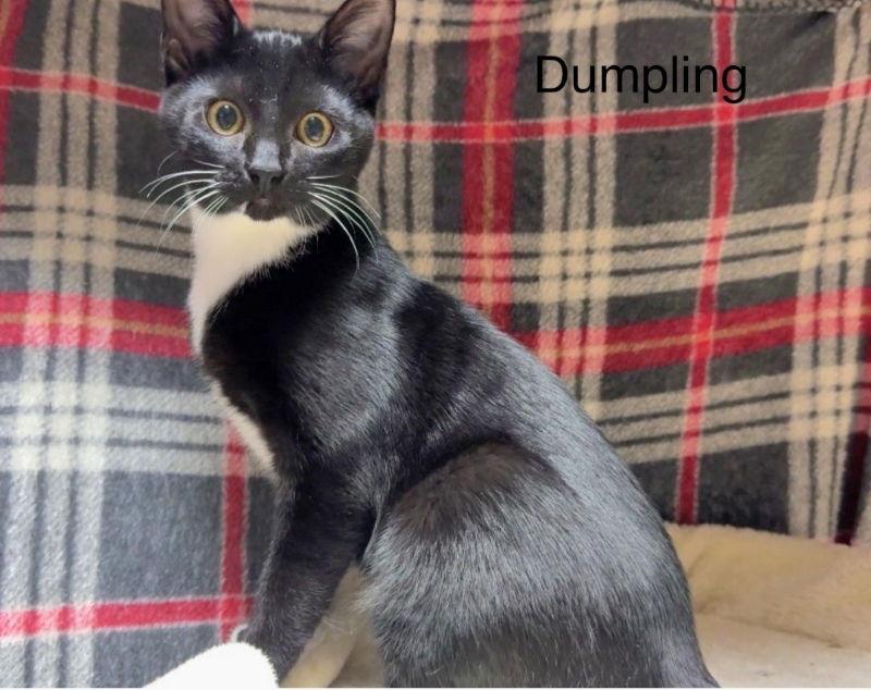 Enlarge Dumplin, a Adoptable Tuxedo in Knoxville, TN image 3/3