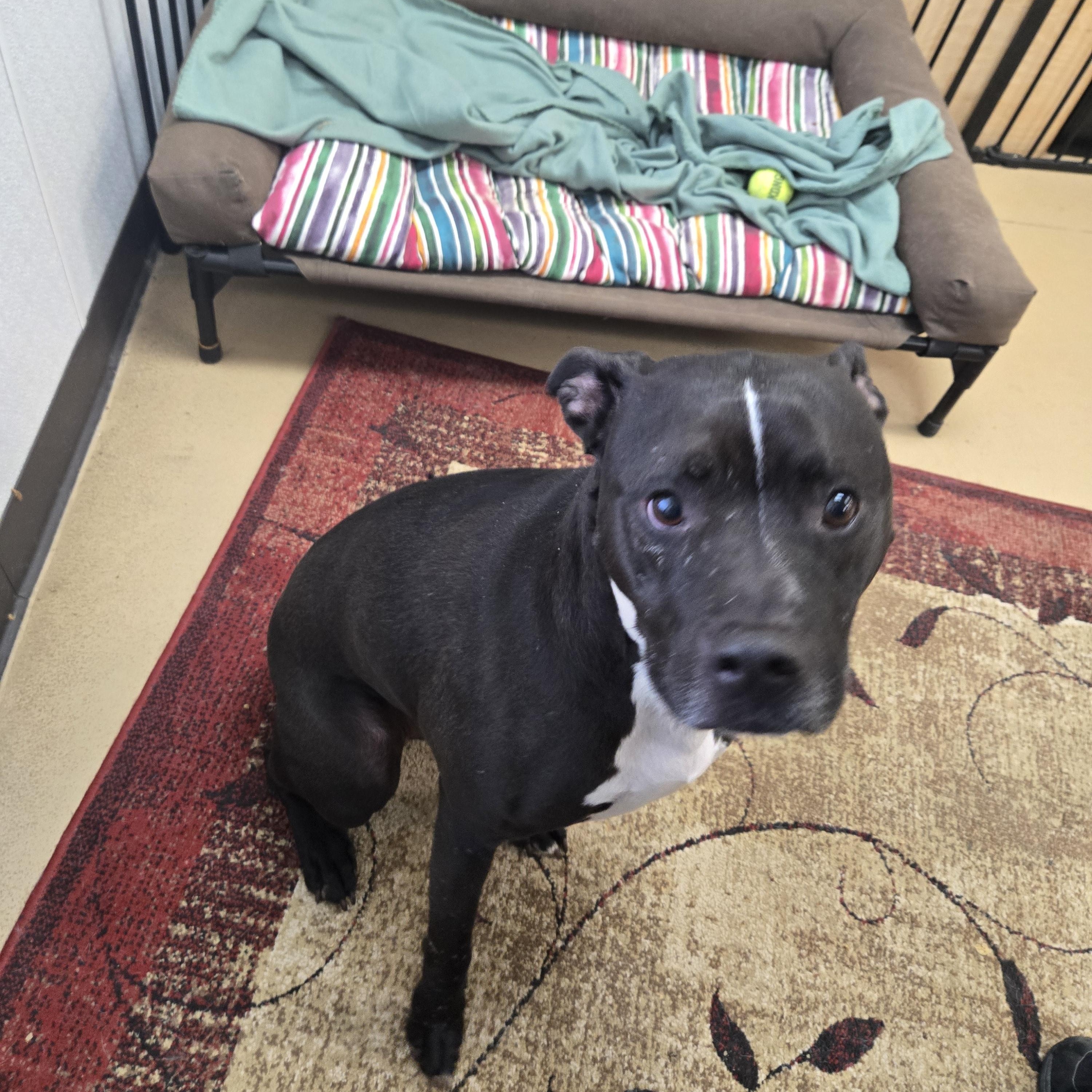 Enlarge Batman, an adopted American Bully in Xenia , OH image 4/5