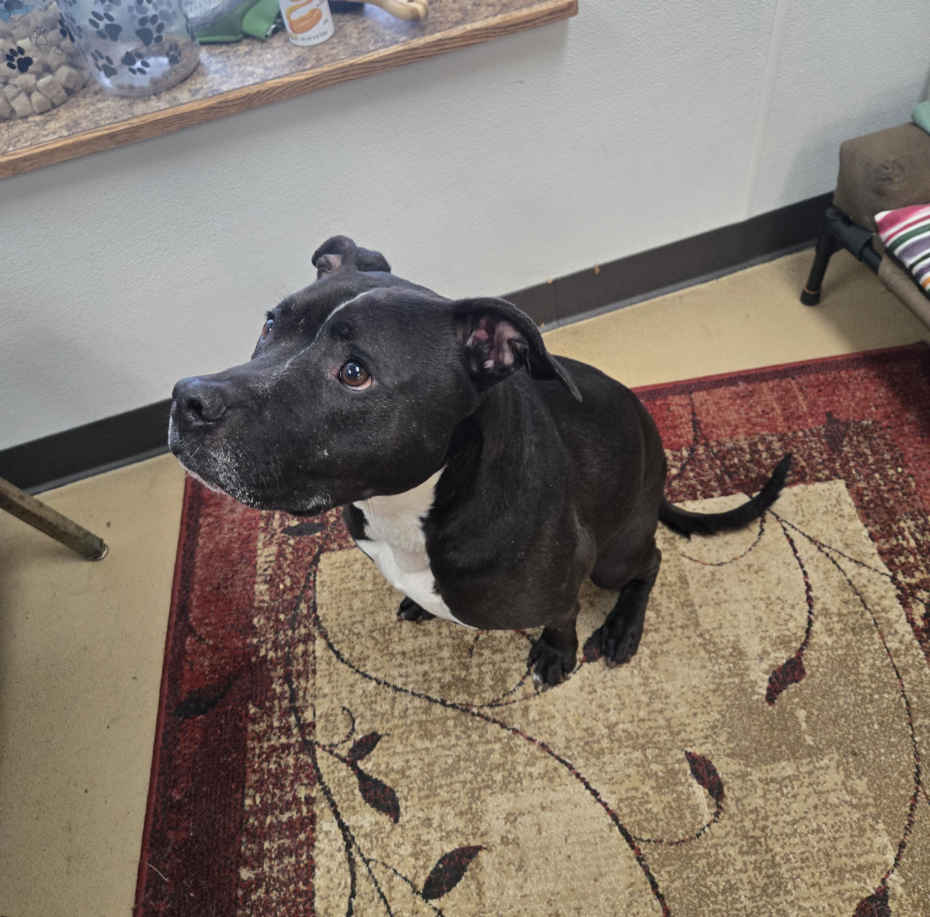 Enlarge Batman, an adopted American Bully in Xenia , OH image 3/5