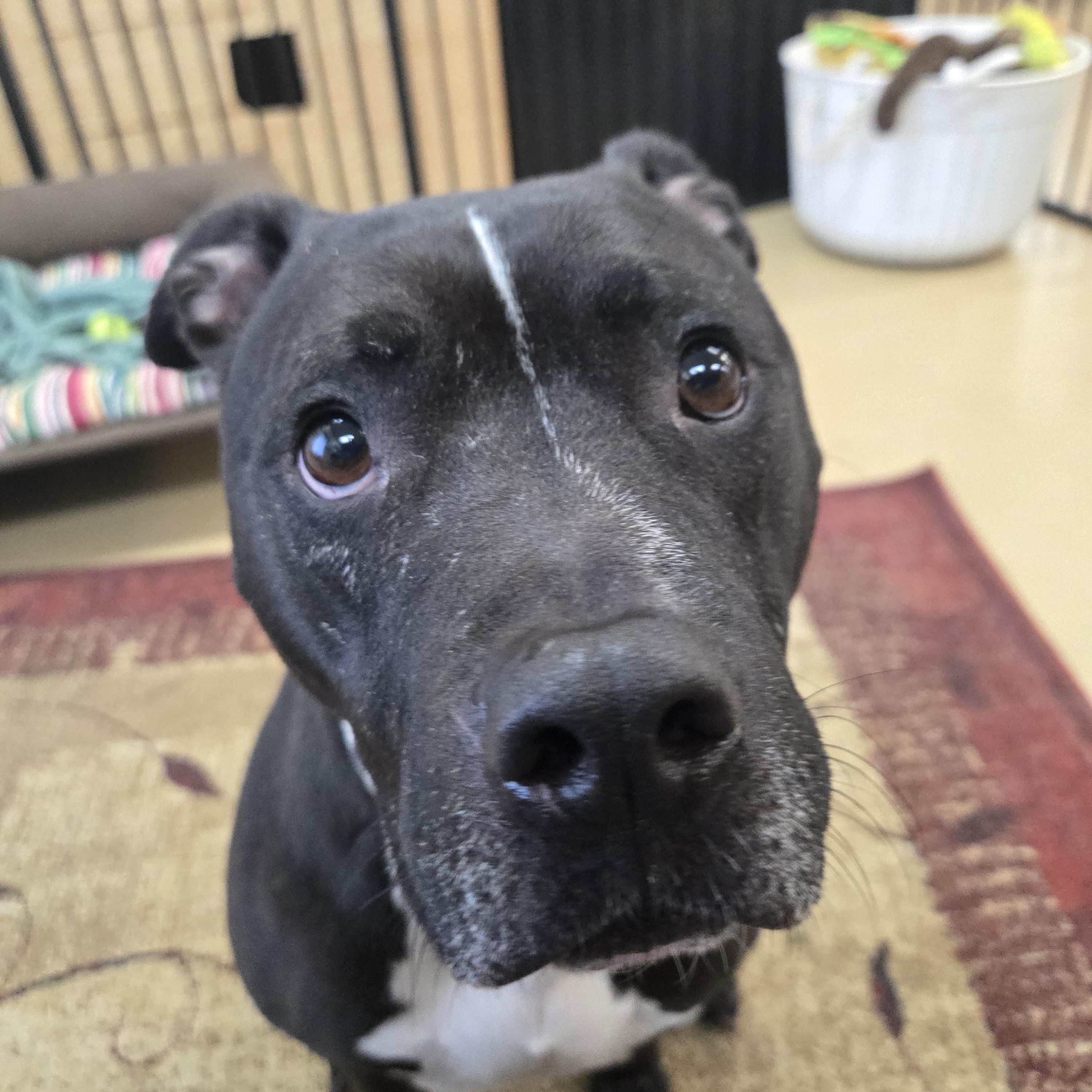 Enlarge Batman, an adopted American Bully in Xenia , OH image 5/5