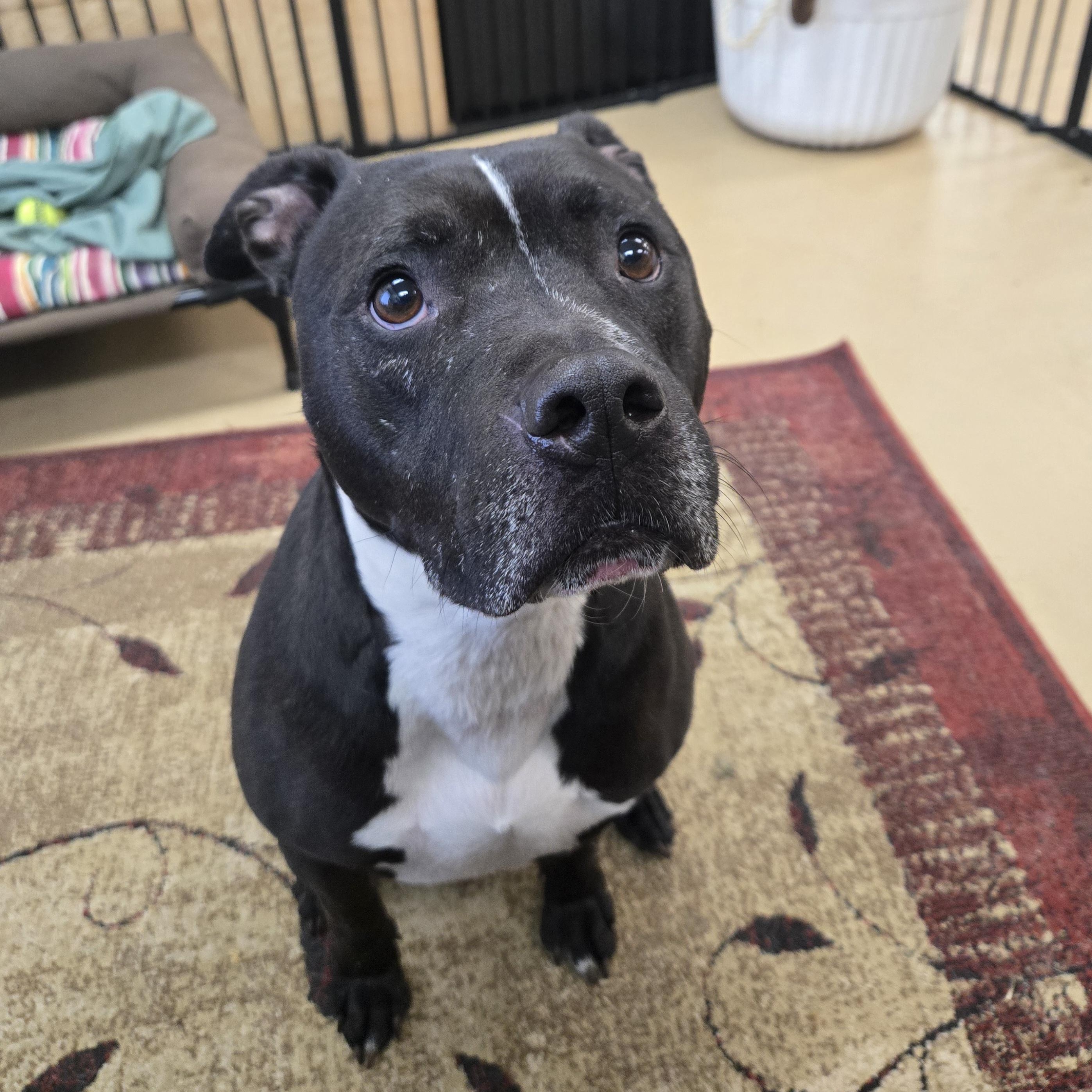 Enlarge Batman, an adopted American Bully in Xenia , OH image 1/5