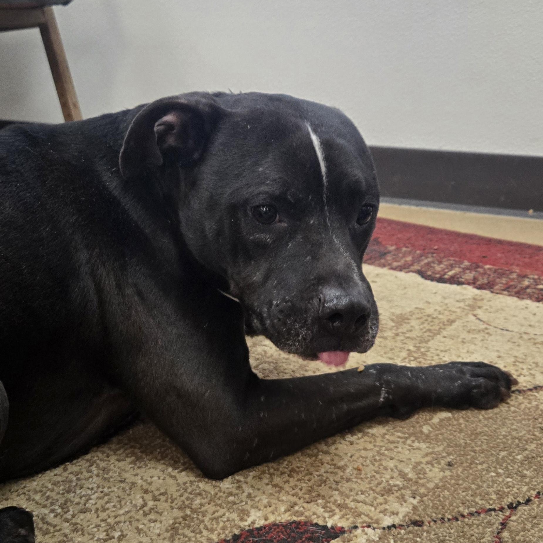 Enlarge Batman, an adopted American Bully in Xenia , OH image 2/5