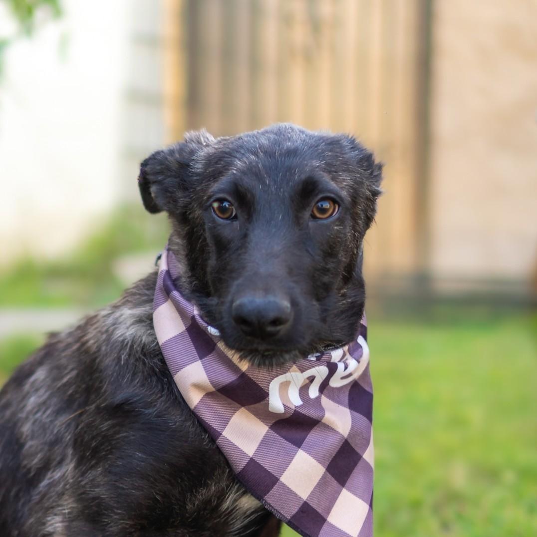 Enlarge FEENA, a Adoptable mixed breed in Bakersfield, CA image 1/3