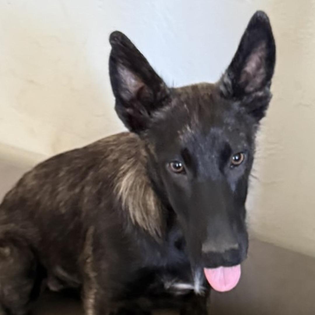 Enlarge FEENA, a Adoptable mixed breed in Bakersfield, CA image 2/3