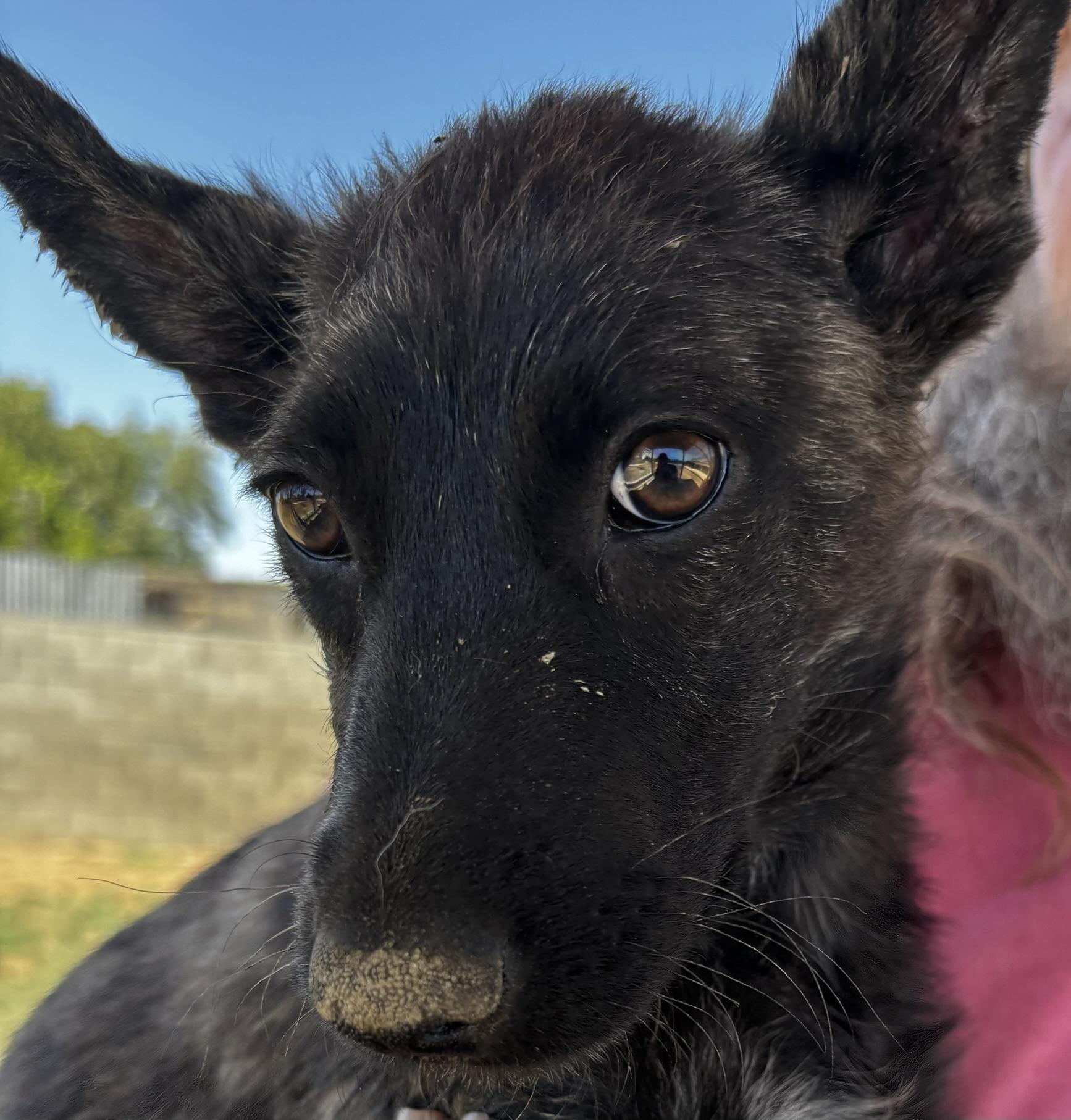 Enlarge FEENA, a Adoptable mixed breed in Bakersfield, CA image 3/3
