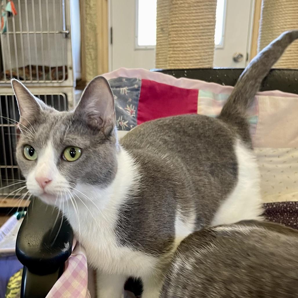 Enlarge Soup, a Adoptable Domestic Short Hair in Park Falls, WI image 1/6