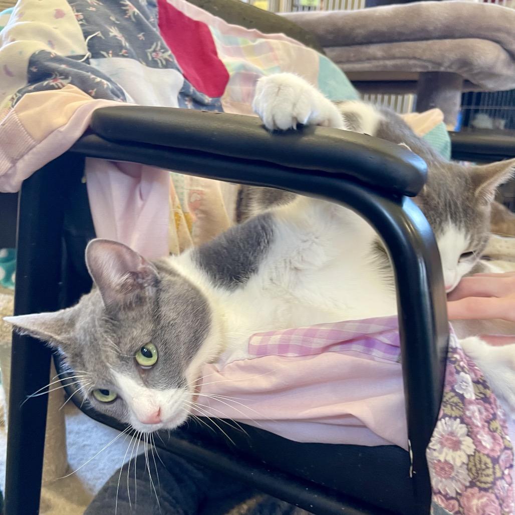 Enlarge Soup, a Adoptable Domestic Short Hair in Park Falls, WI image 2/6