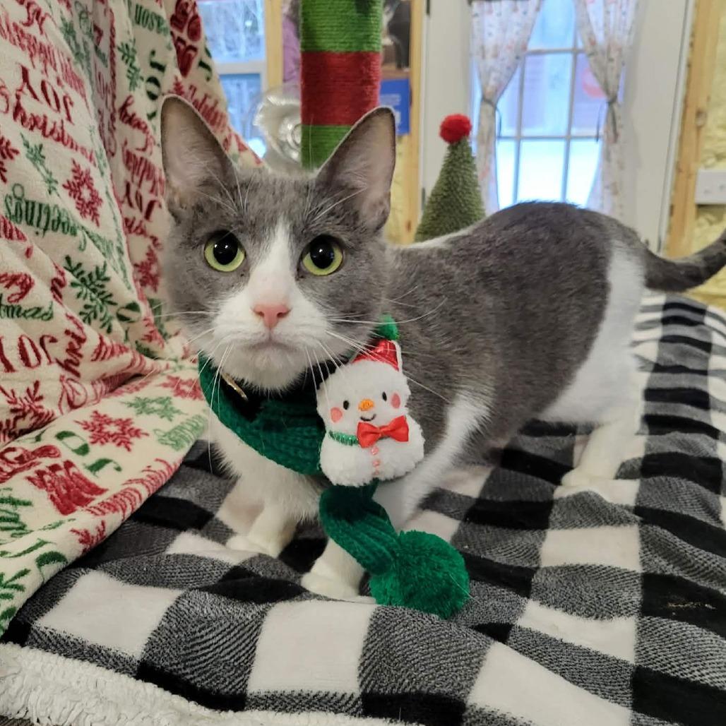 Enlarge Soup, a Adoptable Domestic Short Hair in Park Falls, WI image 3/6