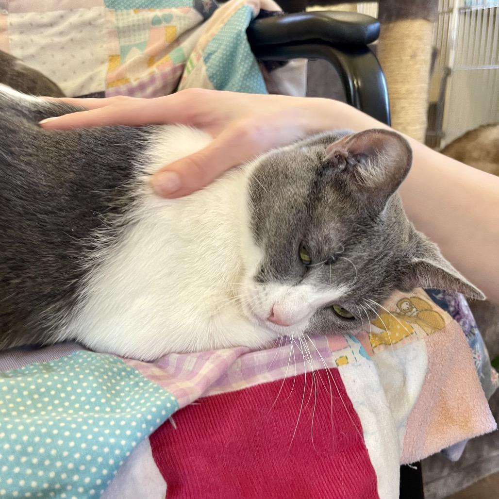 Enlarge Soup, a Adoptable Domestic Short Hair in Park Falls, WI image 4/6