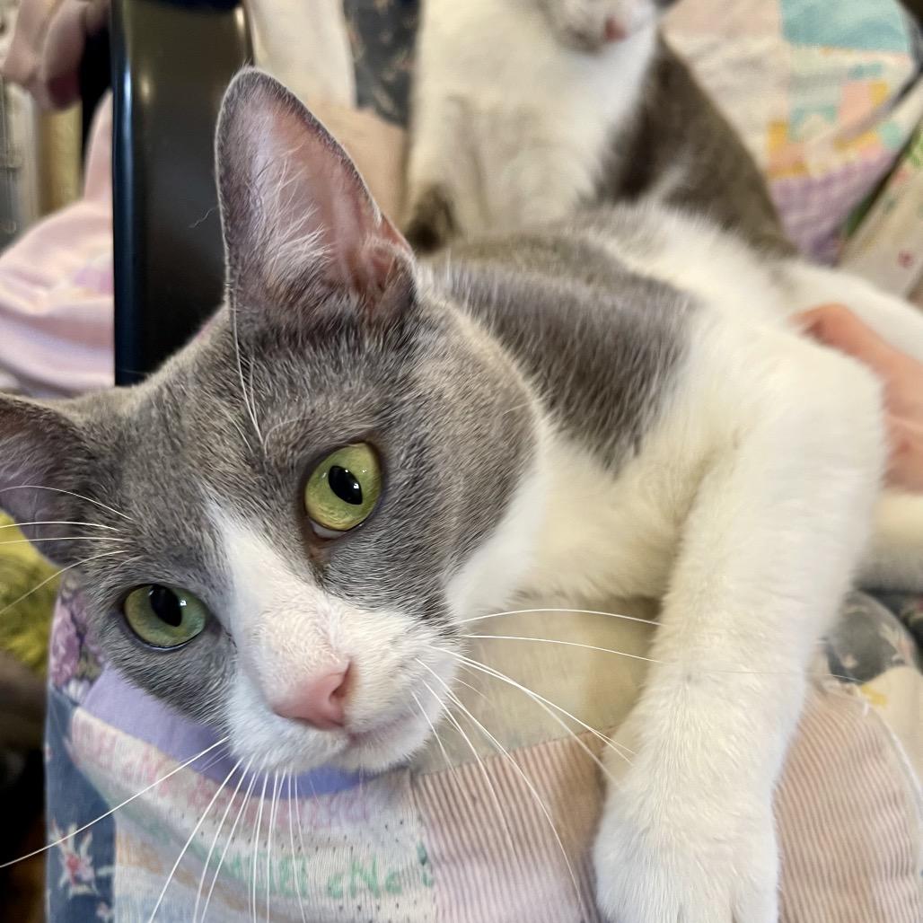 Enlarge Soup, a Adoptable Domestic Short Hair in Park Falls, WI image 5/6