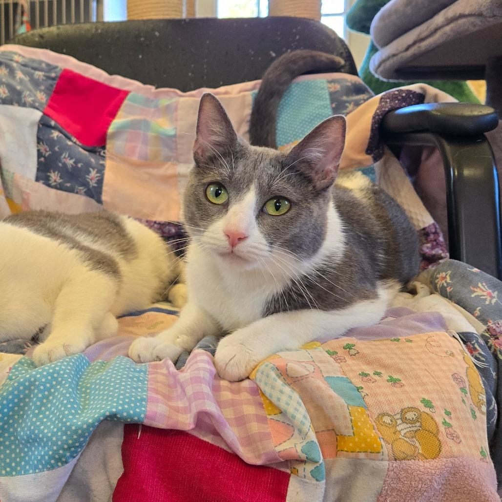 Enlarge Soup, a Adoptable Domestic Short Hair in Park Falls, WI image 6/6