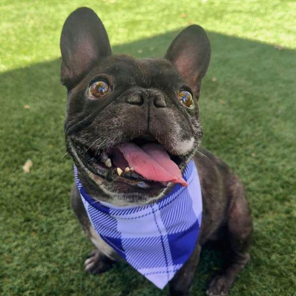 Enlarge Thunder, a Adoptable mixed breed in Walnut Creek, CA image 1/3
