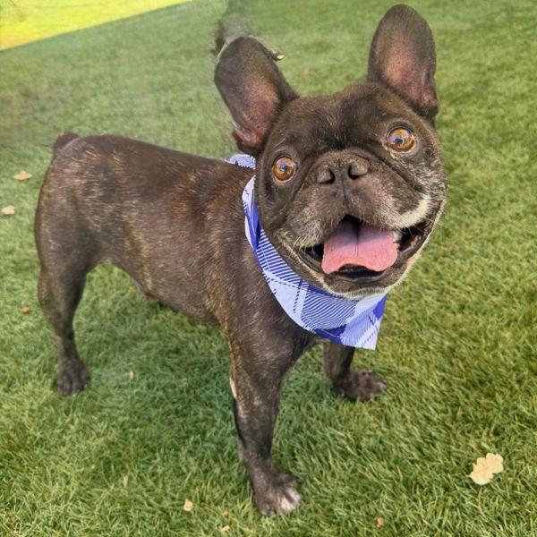 Enlarge Thunder, a Adoptable mixed breed in Walnut Creek, CA image 2/3