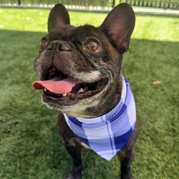 Enlarge Thunder, a Adoptable mixed breed in Walnut Creek, CA image 3/3