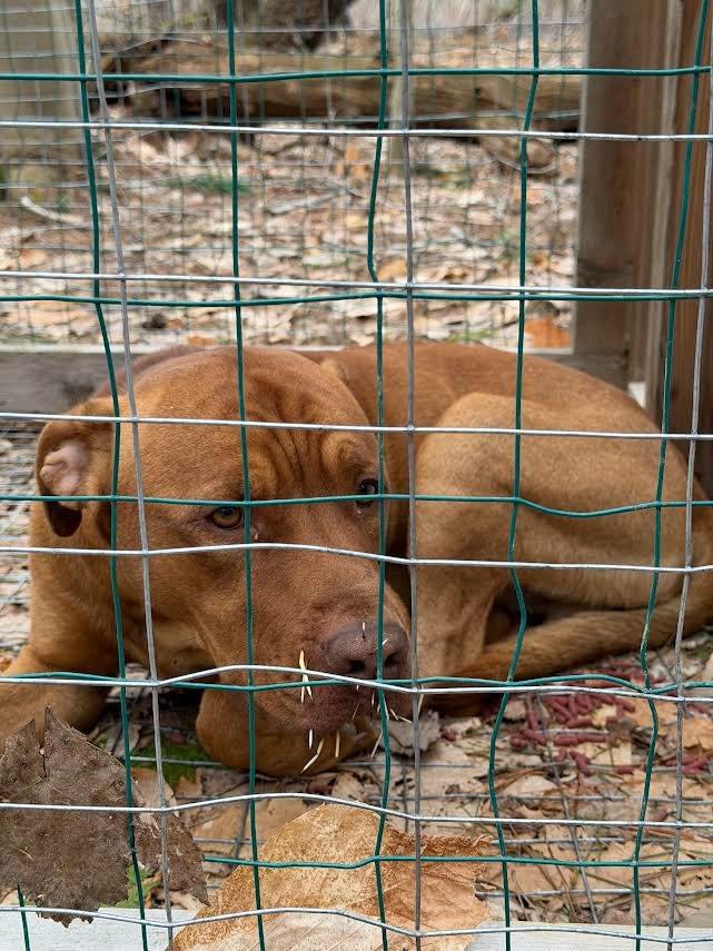 Enlarge Spike, a Adoptable Pit Bull Terrier in Glenfield, NY image 1/6
