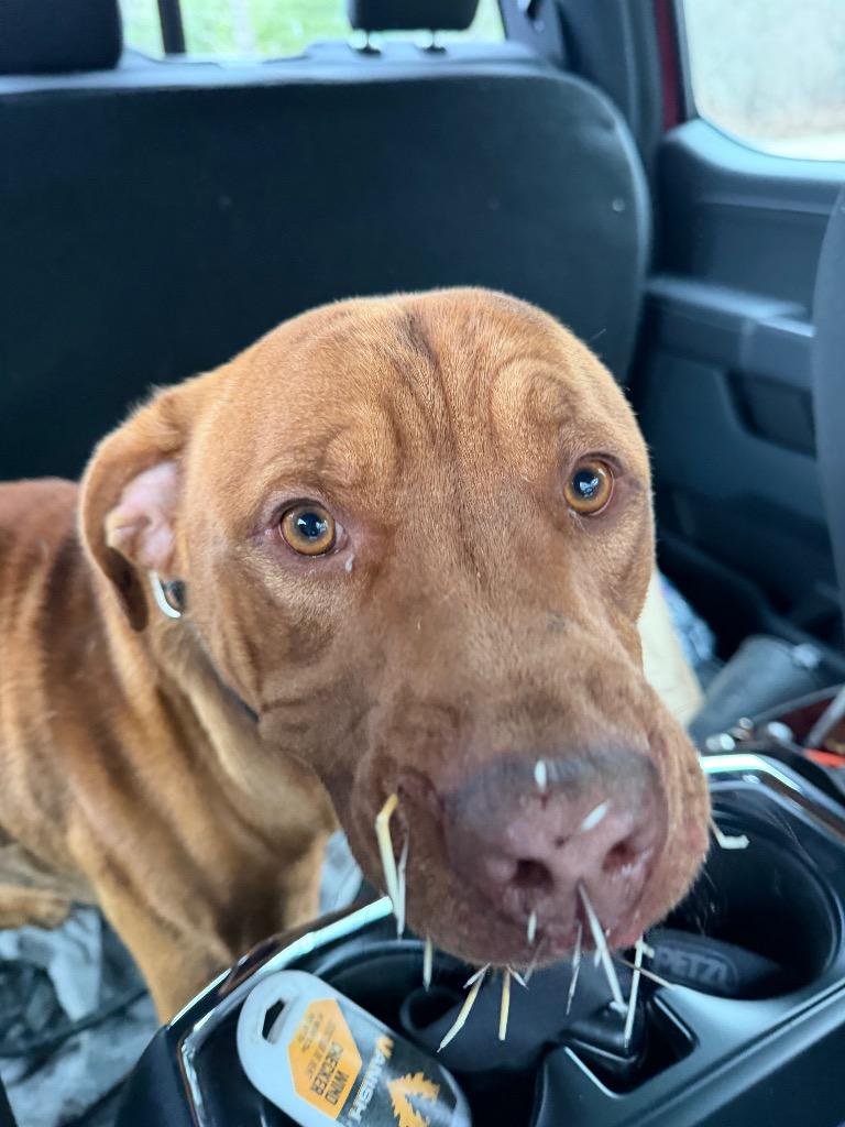 Enlarge Spike, a Adoptable Pit Bull Terrier in Glenfield, NY image 2/6