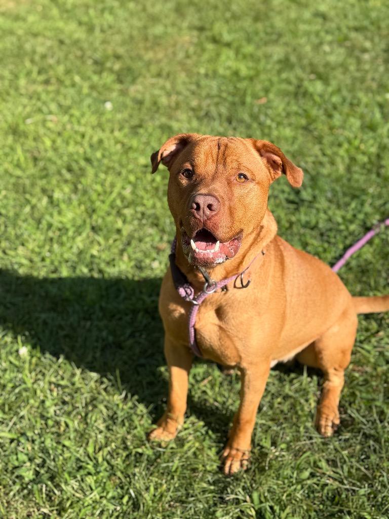 Spike, a Adoptable Pit Bull Terrier in Glenfield, NY image 3/6