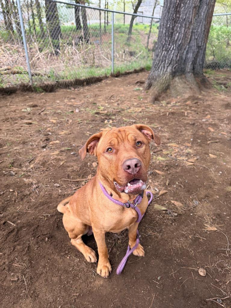 Enlarge Spike, a Adoptable Pit Bull Terrier in Glenfield, NY image 3/6