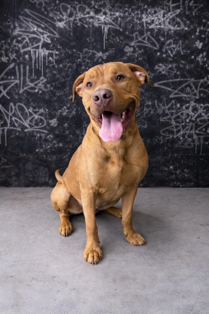 Enlarge Spike, a Adoptable Pit Bull Terrier in Glenfield, NY image 4/6