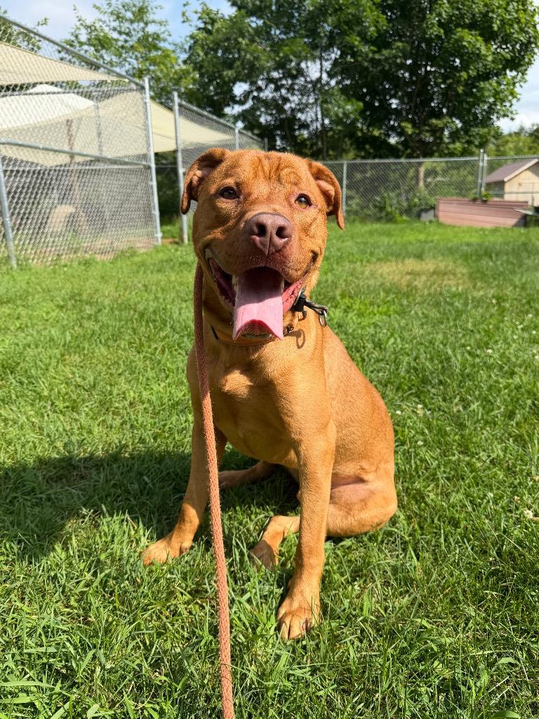 Enlarge Spike, a Adoptable Pit Bull Terrier in Glenfield, NY image 5/6