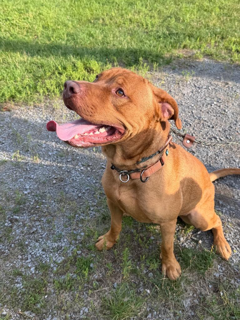 Enlarge Spike, a Adoptable Pit Bull Terrier in Glenfield, NY image 6/6