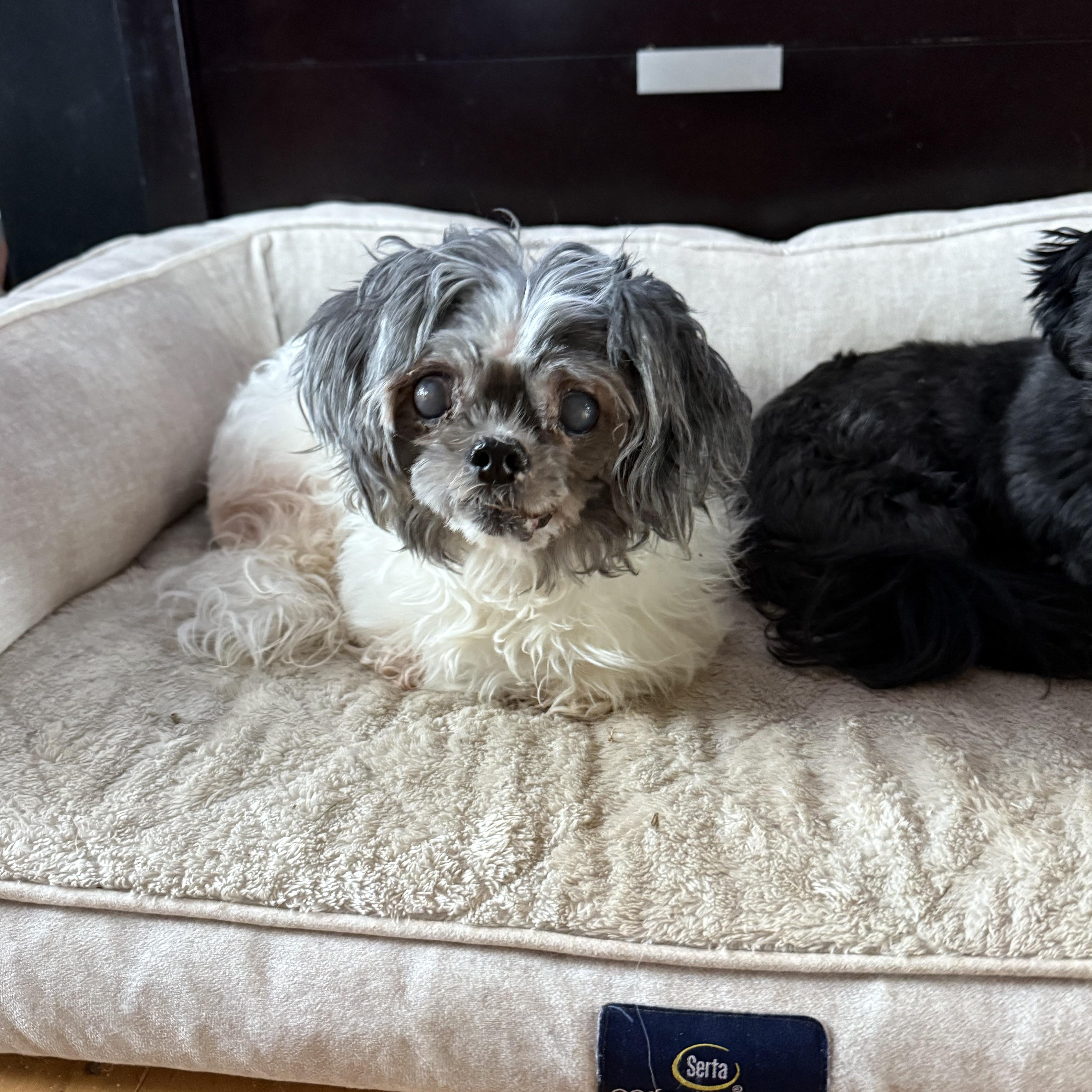 Mabel , ADOPTABLE, Senior Female Shih Tzu & Poodle.