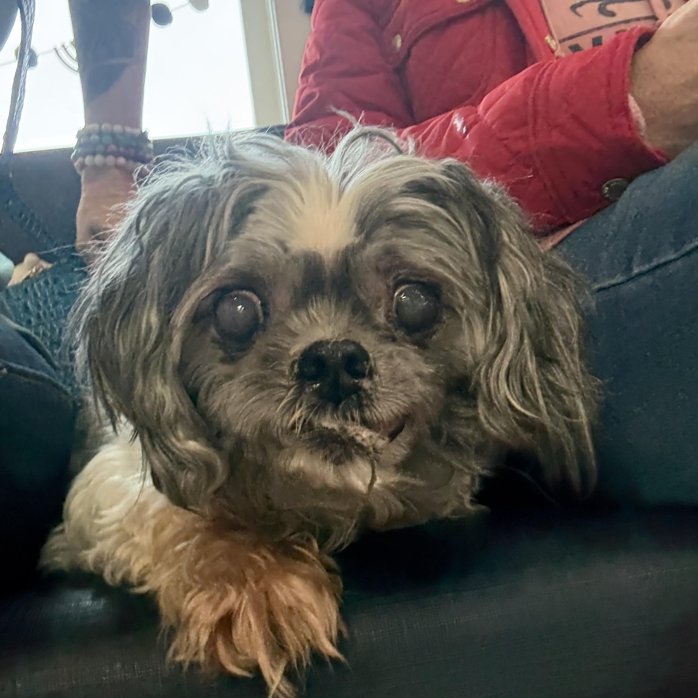 Mabel , a ADOPTABLE mixed breed in Mooresville, NC image 2/2